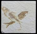 Two Fossil Fish (Knightia) - Wyoming #59826-1